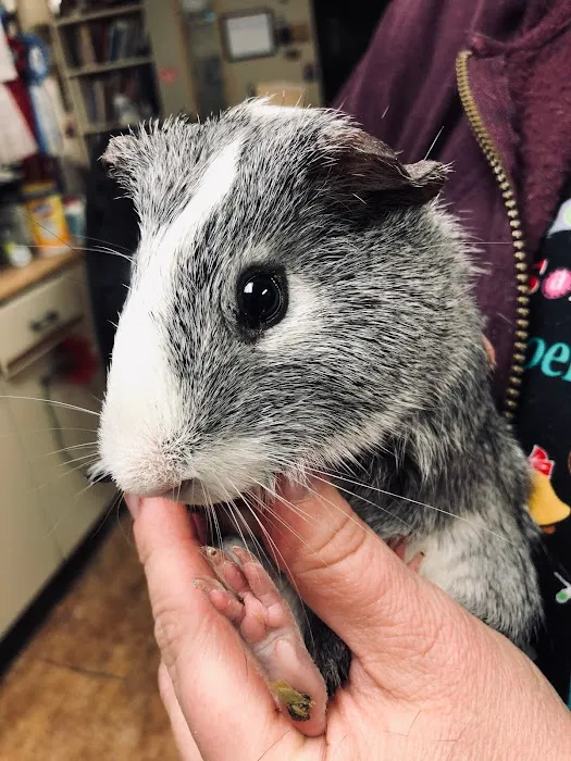 Pomfret Small Animal Clinic 4