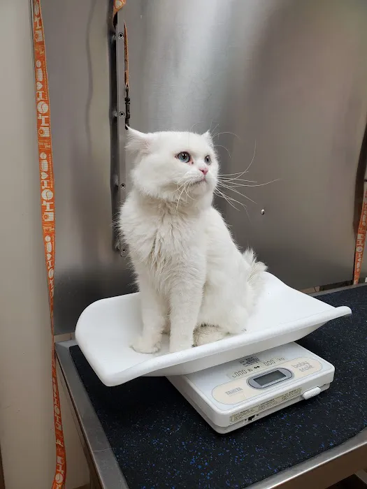 Brooklyn Veterinary Hospital 2