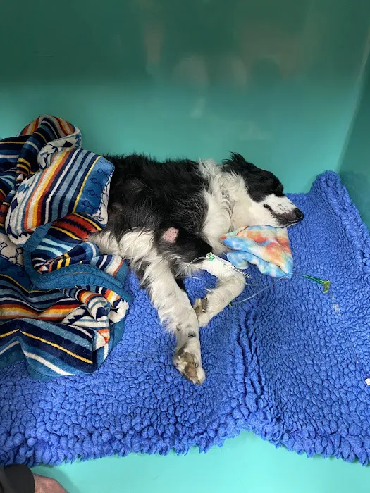 Brooklyn Veterinary Hospital 8