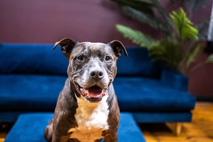 Brooklyn Veterinary Hospital 3