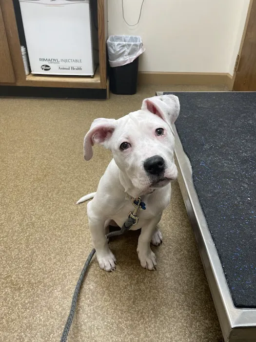 Brooklyn Veterinary Hospital 1