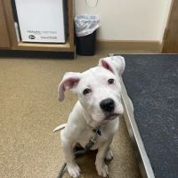 Brooklyn Veterinary Hospital ico