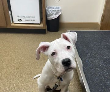Brooklyn Veterinary Hospital