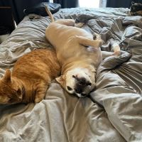Quinebaug Valley Veterinary Hospital ico