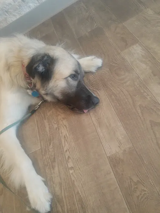Peake Brook Veterinary Center 10