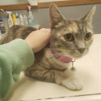 Animal Hospital of Putnam ico