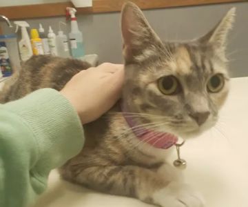Animal Hospital of Putnam