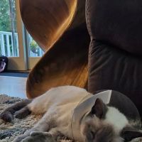 Wood River Animal Hospital ico