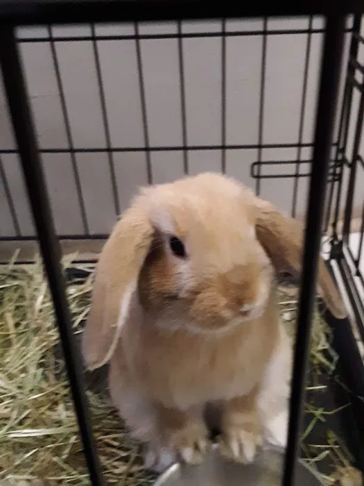 West Greenwich Animal Hospital - Dr. K Dana Brown, DVM 1