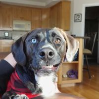 West Greenwich Animal Hospital ico