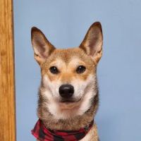 Foster Veterinary Clinic ico