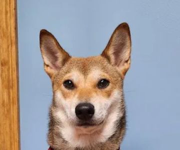 Foster Veterinary Clinic