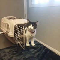 Country Valley Veterinary Clinic ico
