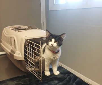Country Valley Veterinary Clinic