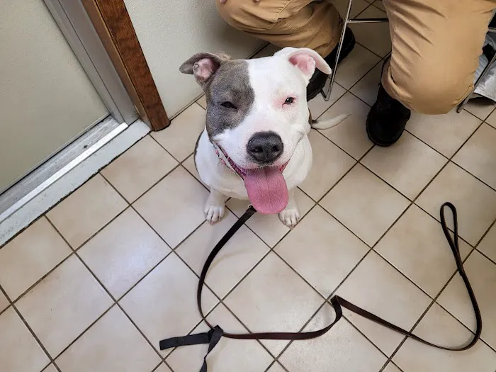 Howes Cave Animal Hospital 9