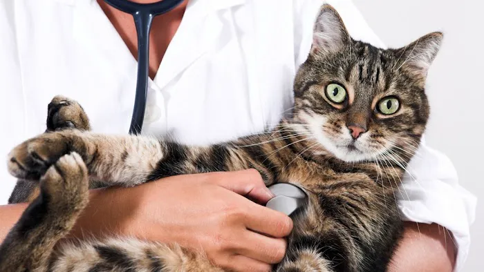Howes Cave Animal Hospital 8
