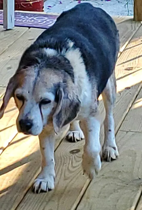 Sacandaga Veterinary Clinic 7