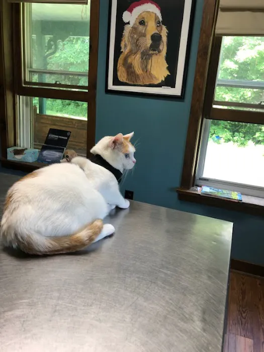 Sacandaga Veterinary Clinic 4