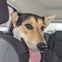 Northampton Animal Hospital ico