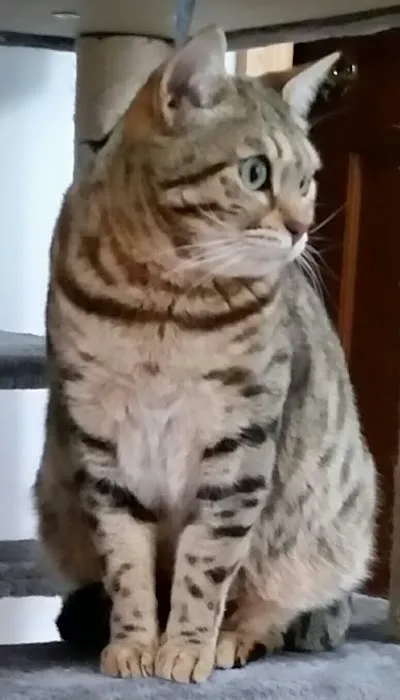 Northampton Animal Hospital 8