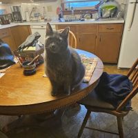 Schoharie Valley Veterinary Clinic PC ico