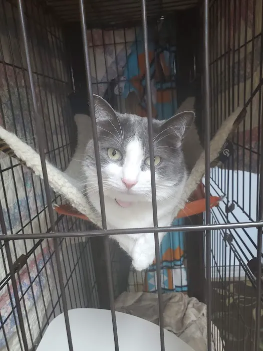 Little Friends Veterinary Services 3
