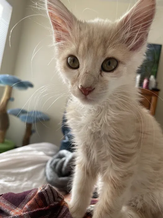 Little Friends Veterinary Services 5
