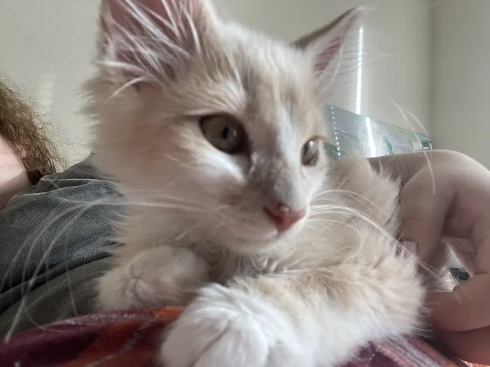 Little Friends Veterinary Services 4