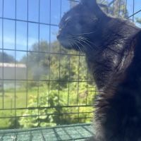 Little Friends Veterinary Services ico