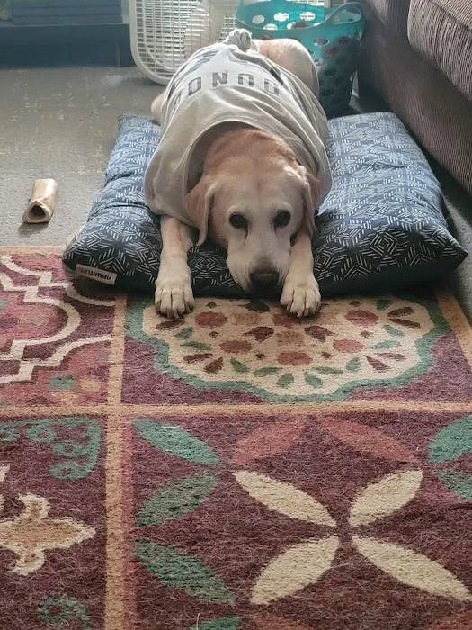 Stillwaters Veterinary Care- End of Life Services 8
