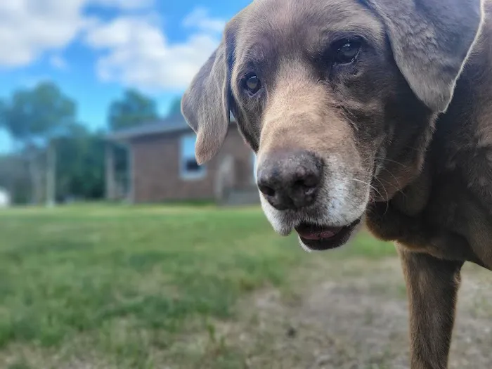 Stillwaters Veterinary Care- End of Life Services 4