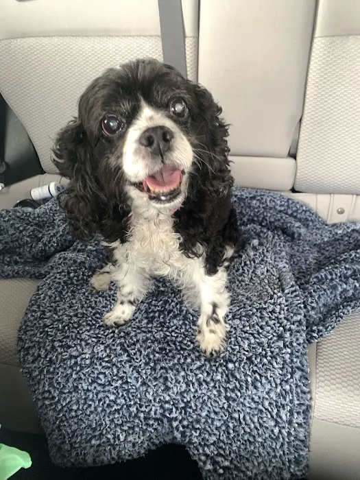Stillwaters Veterinary Care- End of Life Services 7
