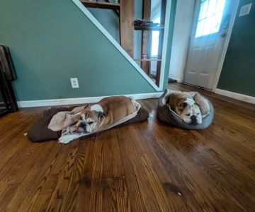 Stillwaters Veterinary Care- End of Life Services