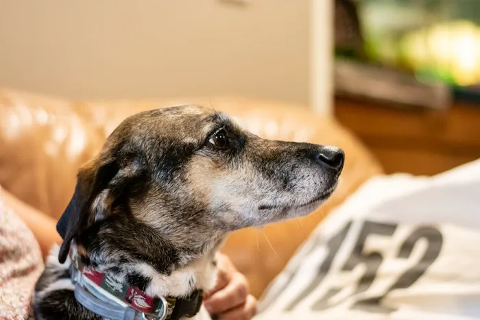 Stillwaters Veterinary Care- End of Life Services 6