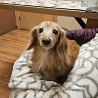 Stack Veterinary Hospital ico