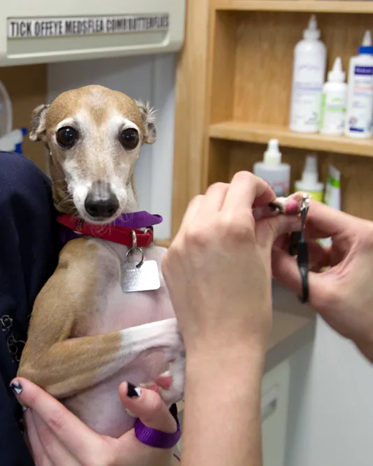 Stack Veterinary Hospital 10