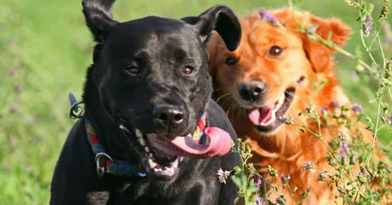 Mattydale Animal Hospital 5