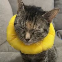 Mattydale Animal Hospital ico