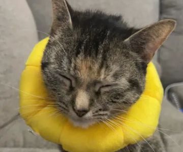 Mattydale Animal Hospital