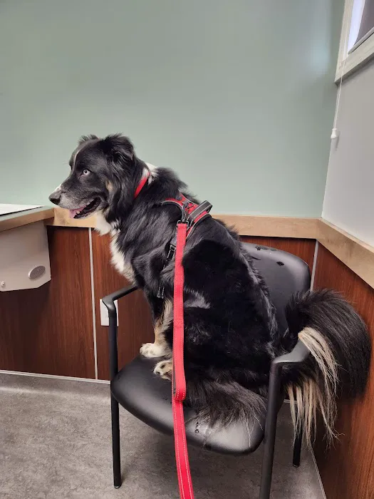 Liverpool Village Animal Wellness 4