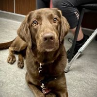 Liverpool Village Animal Wellness ico
