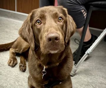 Liverpool Village Animal Wellness