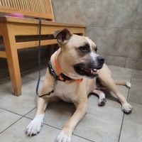 Liverpool Village Animal Hospital ico
