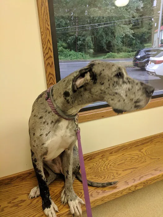 Animal Ark Veterinary Hospital 1