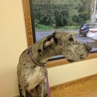 Animal Ark Veterinary Hospital ico