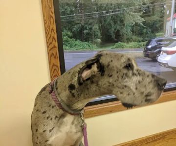 Animal Ark Veterinary Hospital