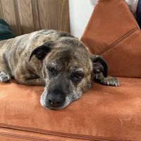 South Shore Veterinary Hospital ico