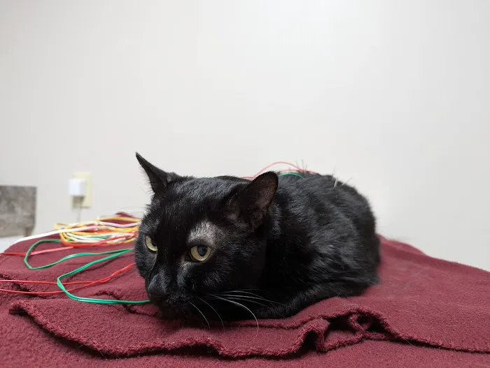 South Shore Veterinary Hospital 8