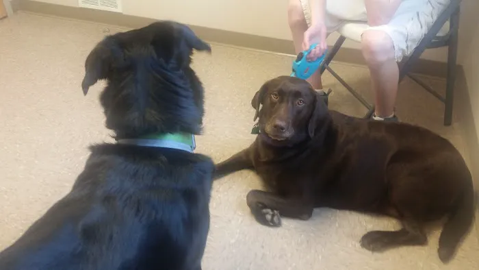 South Shore Veterinary Hospital 7