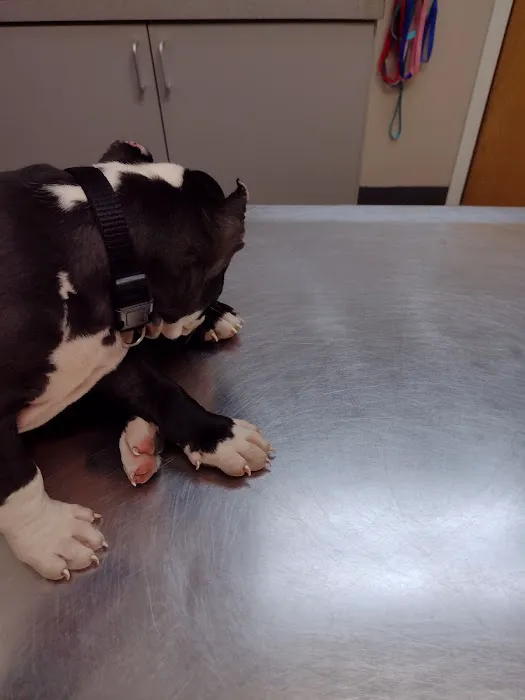 Highland Animal Hospital 4